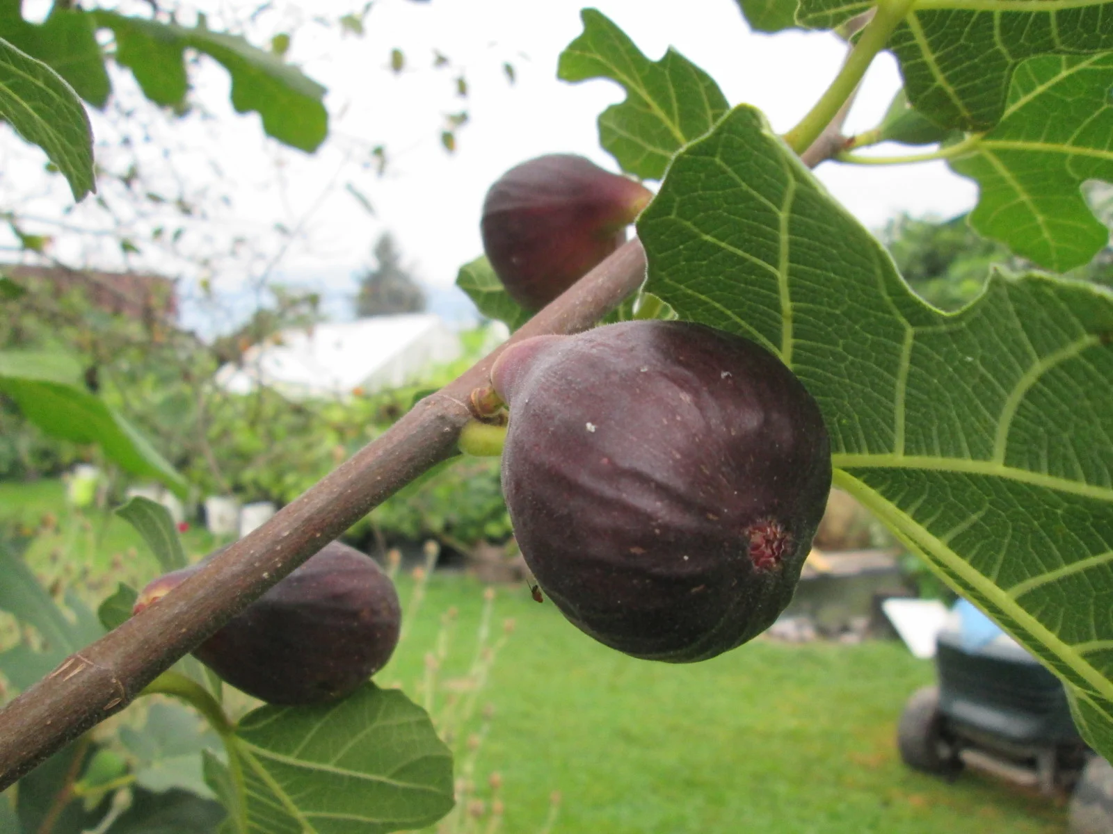 Byadi – A Unique Middle Eastern Fig Variety