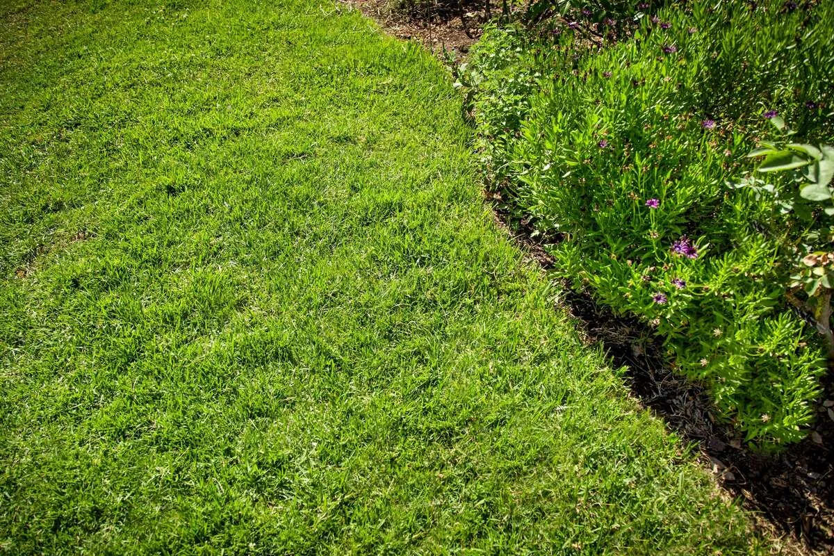 How do you Draw St. Augustine Grass?
